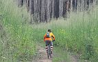 03-Grasses grow quickly to camouflage the blackened trees